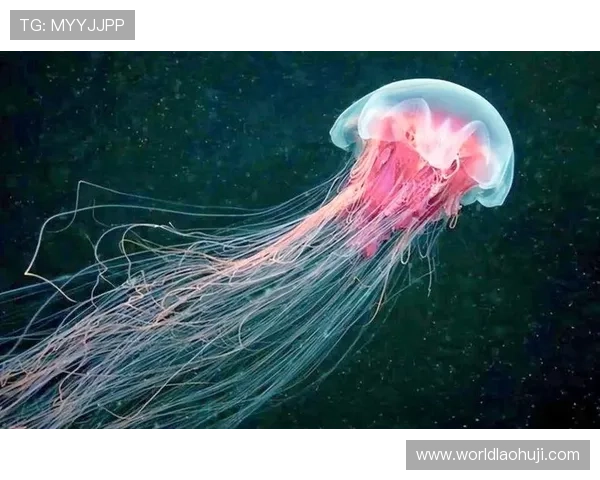 深海动物的未来展望：深海生物研究的发展方向与潜在价值